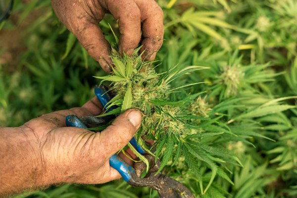 Comparer les sites en ligne pour trouver du cbd de qualité